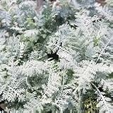 【多年草】 ダスティミラー シルバーレース 2株セット 【ハンギング】【コンテナガーデン】