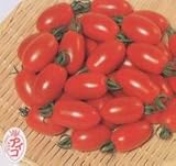 ミニトマト　アイコ　9ｃｍポット苗　2本セット　【販売期間：4/25～5/20】