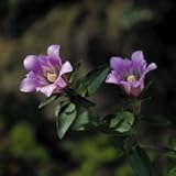 【山野草】リンドウ「瑞紅」