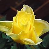 【生産農場直送】バラ苗 フォーエバーローズ サンマリノ 4号鉢