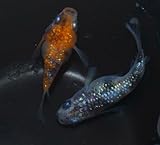 メダカ卵 月華ダルマ～ショートめだか めだか卵30個+α 沖縄ストア