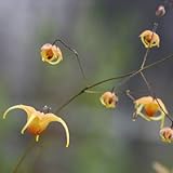 [ イカリソウ ] アンバークイーン