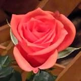 【生産農場直送】バラ苗 フォーエバーローズ ダークサンレモ 4号鉢