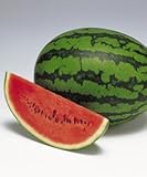 【大玉スイカ種子】紅まくら　200粒（タキイ種苗）