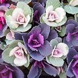 【耐寒性】 多粒まき　ハボタン（葉牡丹）奏でる　2株セット　【カラーリーフ】【コンテナガーデン】