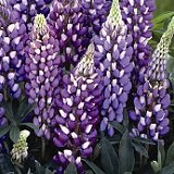 【耐寒性】【宿根草】　ルピナス　ガバナー　2株セット　【イングリッシュガーデン】