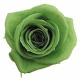 florever　フロールエバー　フレッシュルックメディアナローズ　アップルグリーン　8輪　Φ4～5cm　 プリザーブドフラワー　Mediana Rose　Apple Green