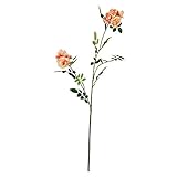 ガーデンローズ FXFR0015PE