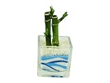 花市場直送便 ミリオンバンブー(カラーサンド植え) ブロックM ブルー