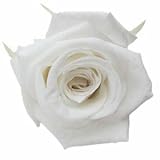 florever　フロールエバー　フレッシュルックメディアナローズ　パールホワイト　8輪　Φ4～5cm　 プリザーブドフラワー　Mediana Rose　Pearl White