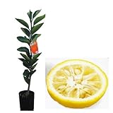 柑橘類の苗 【 とげなし柚子 1年生苗木 】