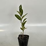 チャノキ 樹高0.2m前後 10.5cmポット 【 単 品 】 おちゃのき お茶の木 苗 植木 苗木 庭 生垣 目隠し
