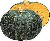 【カボチャ種子】恋するマロン　南瓜　50粒　（カネコ種苗）