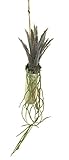 萩原 人工観葉植物 「キンクス」 約30cm 光触媒加工 ハンギングプランター 159019600