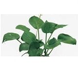 オンリーワン　植栽・大株ギボウシ　ギボウシ・エレガンス　UN3-G4010