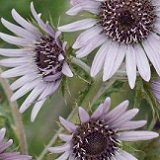 【耐寒性】【多年草】　ベルケア　パープレア　2株セット　【イングリッシュガーデン】