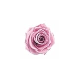 florever　フロールエバー　フレッシュルックメディアナローズ　ラベンダーピンク　8輪　Φ4～5cm　 プリザーブドフラワー　Mediana Rose　Lavender Pink