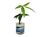 花市場直送便 パキラ(カラーサンド植え) サークルL ブルー