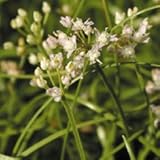 【山野草】酔白ヤマラッキョウ