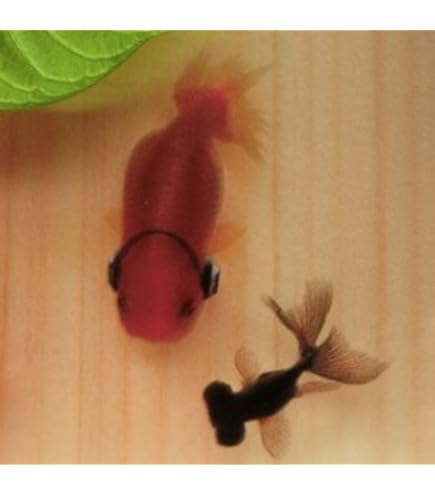 Amazon｜アクリルアート 樹脂金魚 「楽」 こだわりと安心の【純日本製