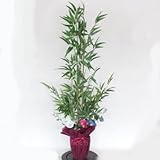 山久 七夕の願い事飾りに 「笹竹の鉢植え」 （サイズ 130cm） CT触媒加工 snb 0906-7863　【造花】【シルクフラワー】