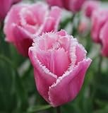 チューリップ　フリジントファミリー　５球入