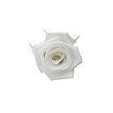 florever　フロールエバー　フレッシュルックメディアナローズ　パールホワイト　8輪　Φ4～5cm　 プリザーブドフラワー　Mediana Rose　Pearl White