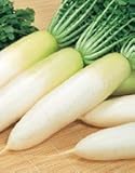 【大根】　冬みね　（サカタのタネ）ペレット5000粒