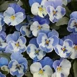 【耐寒性】 パンジー　マリア　ブルーオーシャン　3株セット　【コンテナガーデン】【花壇】