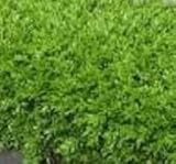 【ノーブランド品】 クサツゲ 樹高0.15m前後 12cmポット /