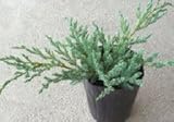 【20ポットセット】 ブルーカーペット 15cmポット 長さ30cm コニファー 苗木 植木 苗 庭木 生け垣