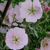 【多年草】【耐寒性】　アニソドンテア　ピンククィーン　 2株セット 【花壇】【寄せ植え】