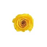 florever　フロールエバー　フレッシュルックスプレーローズ　ゴールデンイエロー　8輪　Φ3.5～4.5cm　 プリザーブドフラワー　Spray Rose　Golden Yellow