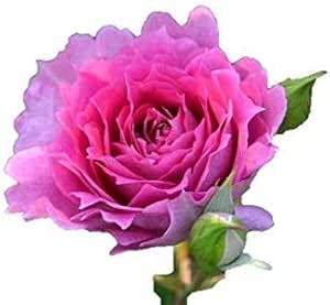 Amazon バラ苗 シェエラザード 国産大苗オリジナル角鉢6号 四季咲き大輪 ピンク系 ロサ オリエンティス 花