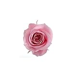 florever　フロールエバー　フレッシュルックスプレーローズ　ベイビーピンク　8輪　Φ3.5～4.5cm　 プリザーブドフラワー　Spray Rose　Baby Pink