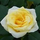 【生産農場直送】バラ苗 フォーエバーローズ コーフ 4号鉢