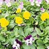 【産地直送】　東京産　ビオラ　3色セット　9株（各3株）　【コンテナガーデン】【花壇】