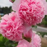 【耐寒性】【宿根草】 八重咲フヨウ　アルセア　チャターズピンク　（ホリホック）　2株セット　【イングリッシュガーデン】