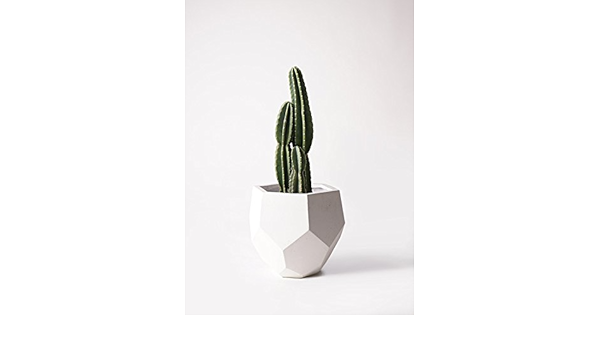 Amazon Co Jp Hitohana ひとはな 柱サボテン8号 ポリゴヘクサ白 ジュエリー