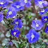 【耐寒性】【宿根草】　ベロニカ　オックスフォードブルー 2株セット　【イングリッシュガーデン】【グランドカバー】
