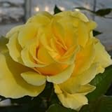 バラ苗 ドフトゴールド 国産大苗6号スリット鉢 ハイブリッドティー(HT) 四季咲き大輪 黄色系