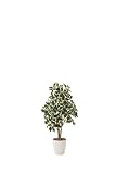 光触媒観葉植物 斑入りシェフレラ90 フロアタイプ ミドルサイズ光触媒 フェイクグリーン 御祝 内装 インテリア