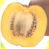 【キウイ苗木】　アップル【キウイ苗木】 1年生 接木苗