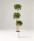 LION 人工植物　GB-224 品番57675