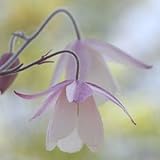 乙女風鈴オダマキ