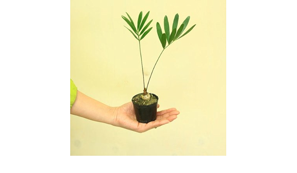 Amazon Co Jp 観葉植物 ソテツ フロリダーナ ザミア ホーム キッチン