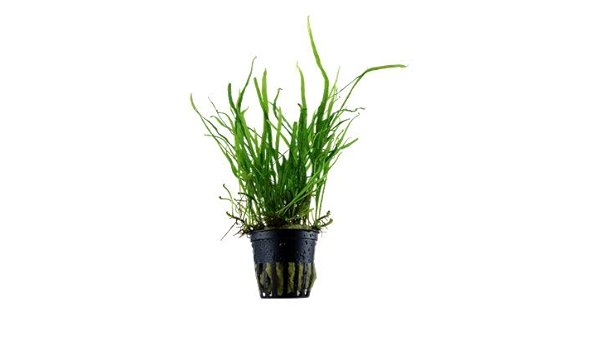 Amazon Tropica 水草 ミクロソリウムトライデント 無農薬 プレート付属 5ポット 増子水景 生体水草 通販