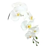 コチョウラン(M) FXFK0006WHT