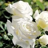 バラ苗 ヨハネパウロ2世 国産大苗6号スリット鉢 ハイブリッドティー(HT) 四季咲き大輪 白系