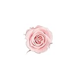 florever　フロールエバー　フレッシュルックスプレーローズ　ミルキーピンク　8輪　Φ3.5～4.5cm　 プリザーブドフラワー　Spray Rose　Milk Pink